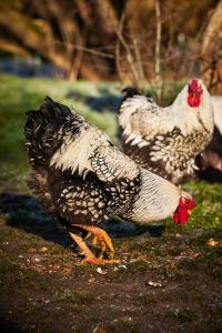 Le Domaine - Wambrechies