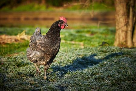 Le Domaine - Wambrechies